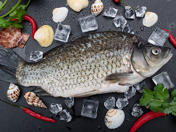 鱸魚
