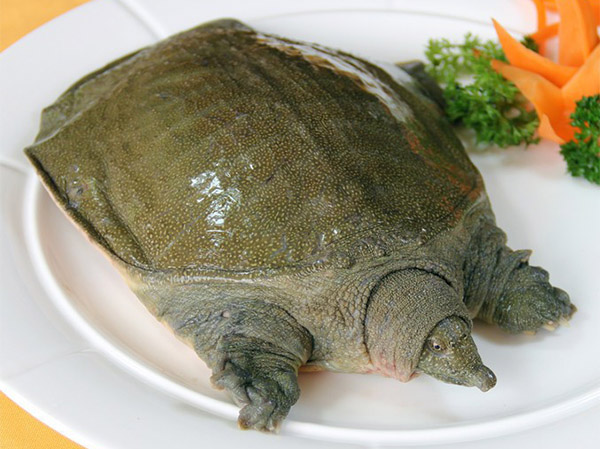 甲魚