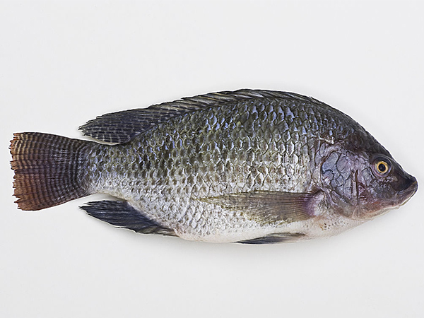 羅非魚