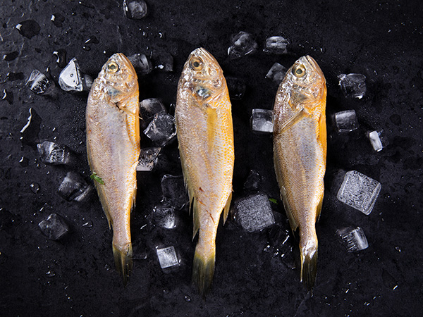 小黃魚